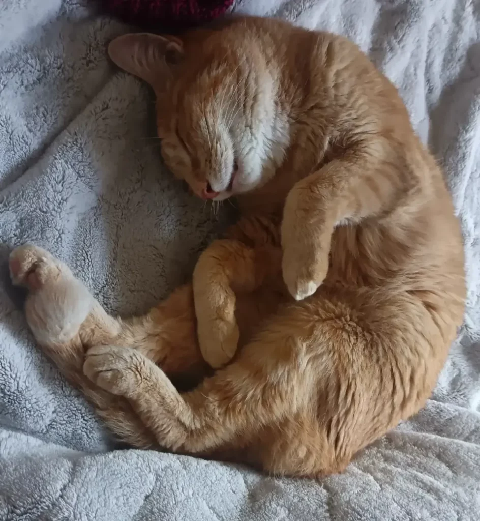 Un chat roux qui dort