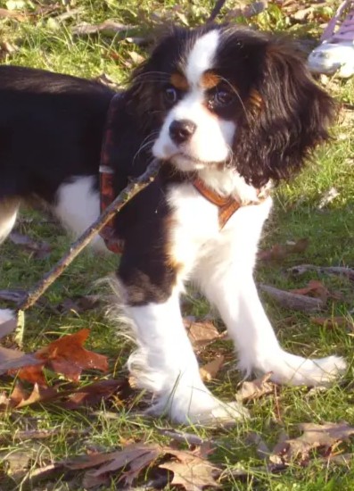 Une chiot cavalier king charles qui tiens un baton