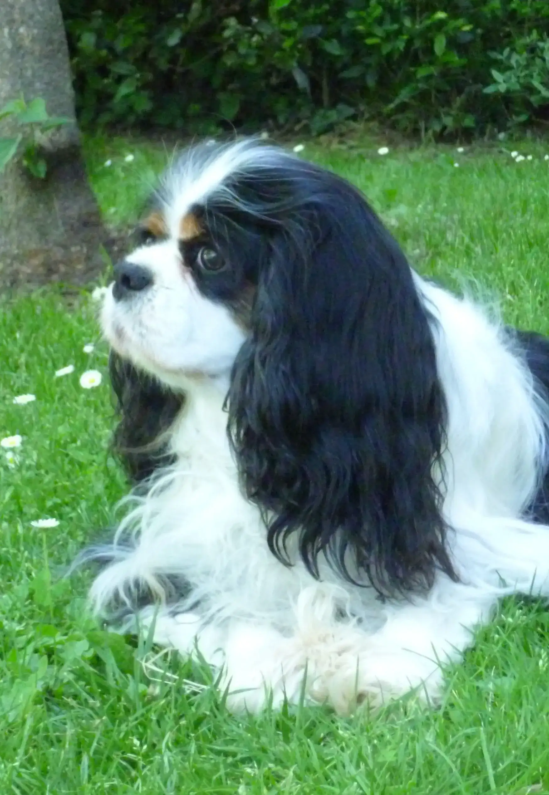 Portait d'une femelle cavalier king charles tricolore
